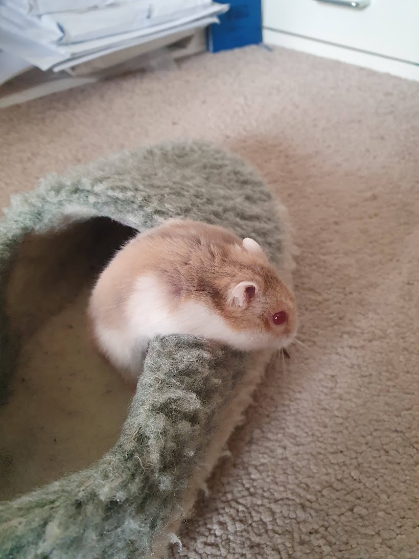 Ruby the hamster climbing out of Ben's fluffy green slipper slipper.